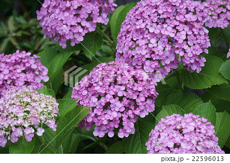 渦紫陽花ウズアジサイ　お多福と呼ばれることもあります。 22596013