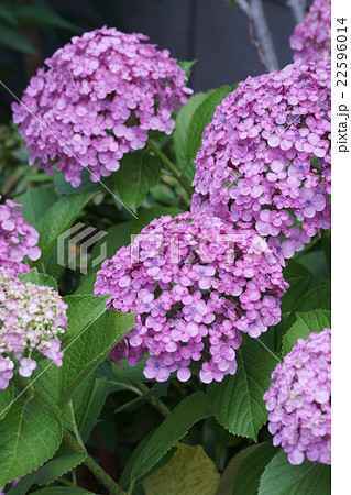 渦紫陽花ウズアジサイ　お多福と呼ばれることもあります。 22596014