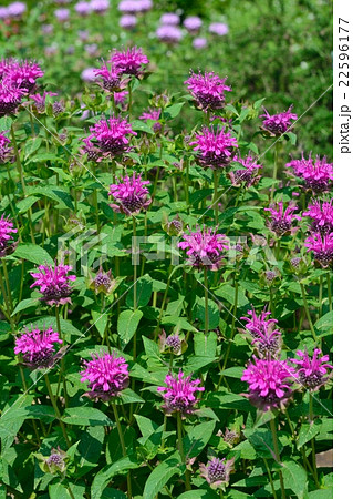 満開のベルガモット 満開のベルガモット 22596177