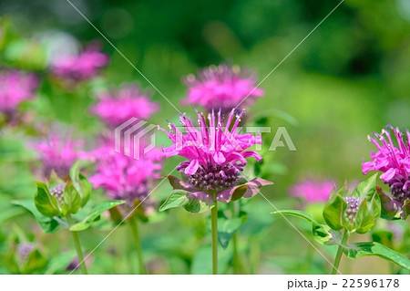満開のベルガモット 満開のベルガモット 22596178