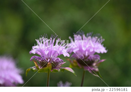 満開のベルガモット 満開のベルガモット 22596181