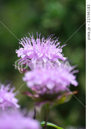 満開のベルガモット 22596183