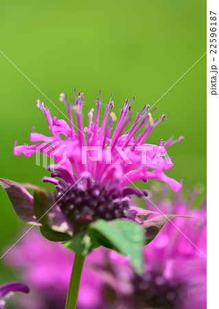 満開のベルガモット 満開のベルガモット 22596187