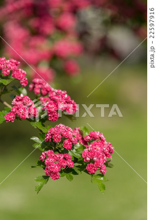 Flowers pink hawthorn. Tree pink hawthorn Flowers pink hawthorn. Tree pink hawthorn 22597916