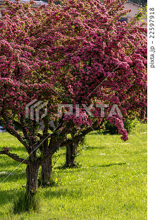 Flowers pink hawthorn. Tree pink hawthorn Flowers pink hawthorn. Tree pink hawthorn 22597918