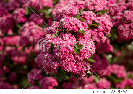 Flowers pink hawthorn. Tree pink hawthorn 22597920