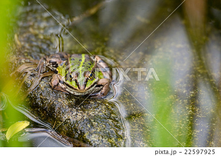 perfectly masked Edible frog in water 22597925
