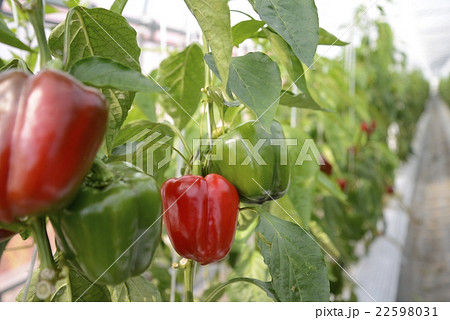 パプリカ栽培 パプリカ栽培 22598031
