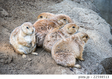 行船公園|プレーリードッグ 行船公園|プレーリードッグ 22598513