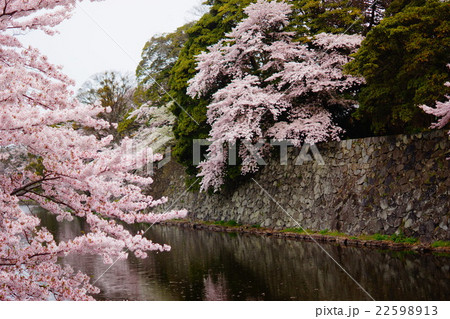 彦根城　堀の桜 22598913