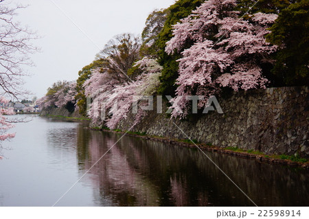 彦根城　堀の桜 22598914