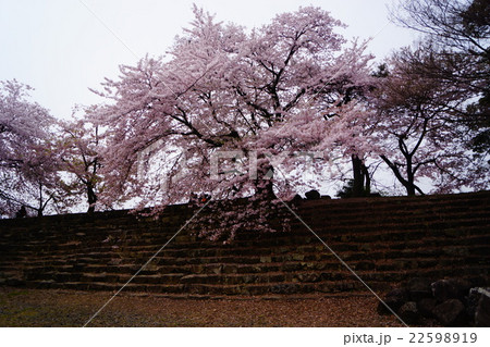 彦根城 堀の桜 彦根城 堀の桜 22598919