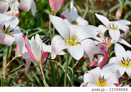 チューリップのレディー・ジェーン 22599068