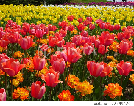 チューリップ畑 チューリップ畑 22599420