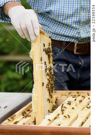 Beekeeper in controlling the beehive on queen cell 22599554