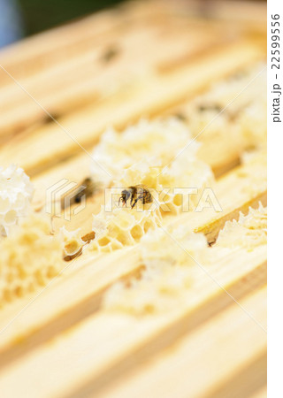 View on honeycomb frames of a beehive with bees 22599556