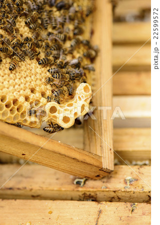 queen cell at the honeycomb edge 22599572