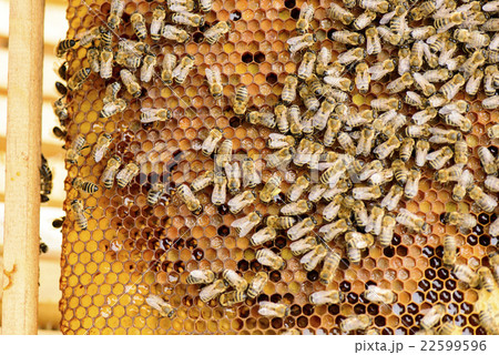 Bees on honeycomb Bees on honeycomb 22599596
