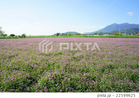 筑波山とれんげ 筑波山とれんげ 22599625