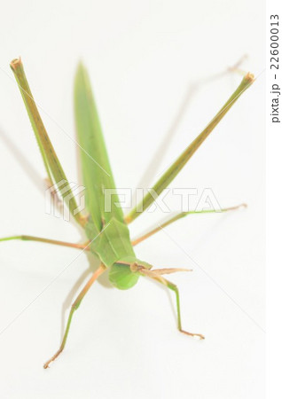 ショウリョウバッタの成虫 白バック ショウリョウバッタの成虫 白バック 22600013