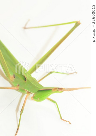 ショウリョウバッタの成虫　白バック 22600015