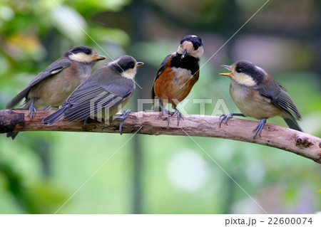 ヤマガラの親子 ヤマガラの親子 22600074