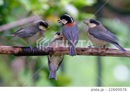 ヤマガラの親子 22600076