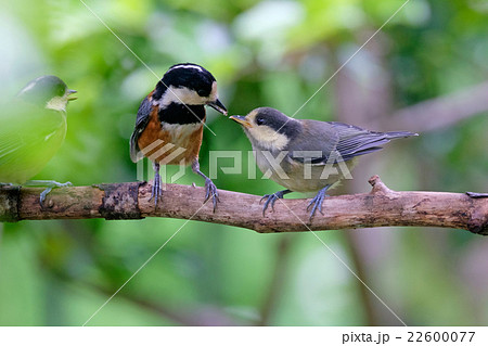 ヤマガラの親子 22600077