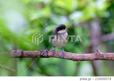 ヤマガラの雛 22600079