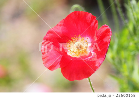 ポピーの花 22600158
