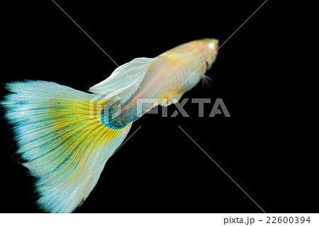 熱帯魚 グッピー 熱帯魚 グッピー 22600394