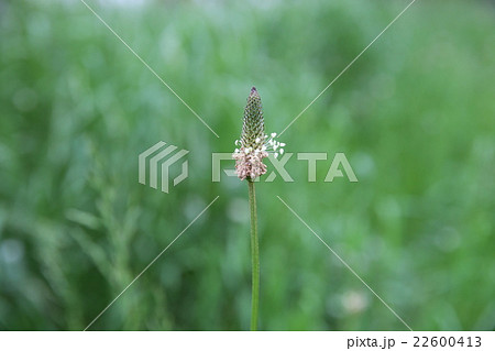 ヘラオオバコ 22600413