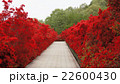 見たことのないツツジの坂道 22600430