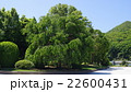 大きな桜 22600431