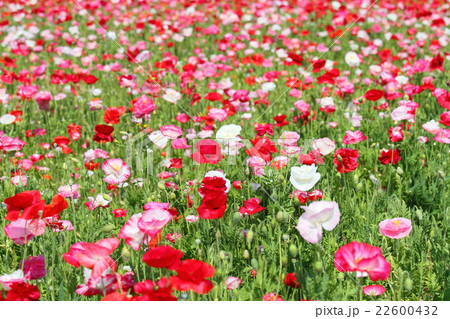 ポピーの花 22600432