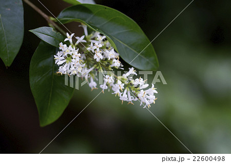 ネズミモチ ネズミモチ 22600498