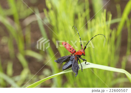 ホシベニカミキリ 22600507