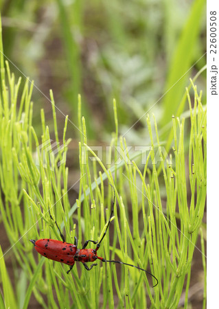 ホシベニカミキリ ホシベニカミキリ 22600508