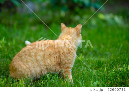 Red cat walking on the grass back to camera 22600731