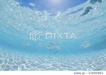 モルディブの浅瀬に泳ぐコバンアジ 22600862