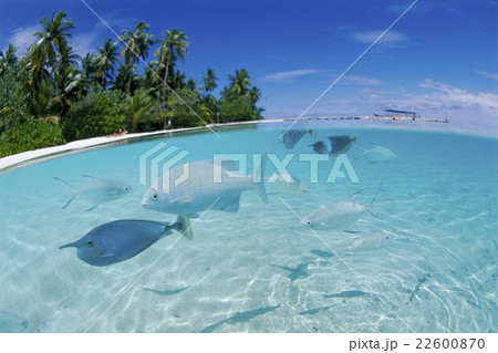 モルディブの浅瀬に泳ぐ魚たちと小島 青空の写真素材