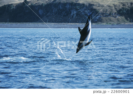 ハラジロカマイルカのジャンプ ニュージーランド カイコウラ ハラジロカマイルカのジャンプ ニュージーランド カイコウラ 22600901