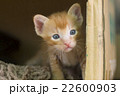 茶トラ　子猫 22600903