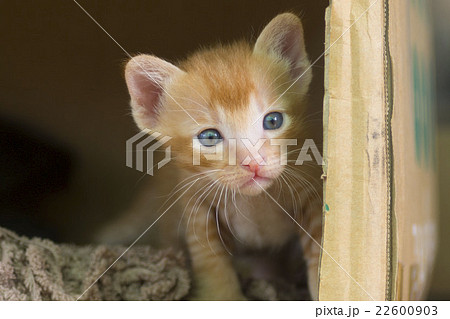 茶トラ　子猫 22600903