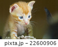 茶トラ　子猫 22600906