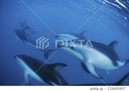ハラジロカマイルカ ニュージーランド カイコウラ ハラジロカマイルカ ニュージーランド カイコウラ 22600907