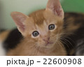 茶トラ　子猫 22600908