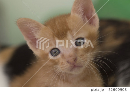 茶トラ 子猫 茶トラ 子猫 22600908