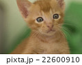 茶トラ　子猫 22600910