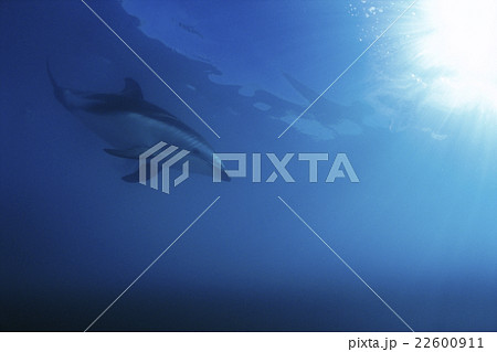 ハラジロカマイルカ　ニュージーランド　カイコウラ 22600911